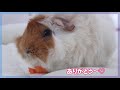 モルモットのもこちゃん　３歳になりました　cute guineapig