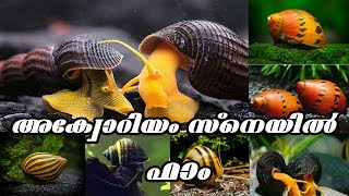 ||Aquarium Snails|| Farming||malayalam||Ep19