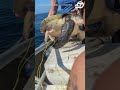 Boaters free sea turtle tangled in netting