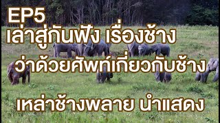 EP5 เล่าสู่กันฟังเรื่องช้าง ว่าด้วย ศัพท์เกี่ยวกับช้าง #ช้างป่า #ช้างเขาใหญ่ #ช้างไทย