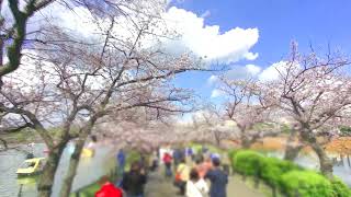 不忍池の桜 2023-03-29 _ Cherry Blossoms around Shinobazu Pond