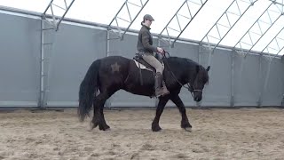 WORKING ON RELAXATION FROM HORSEBACK WITH EX RACE HORSE