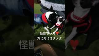 ボストンテリア ウメ子とすずらん  🐕すずらん怪獣にお説教😡⚡ するウメ子姉ちゃん