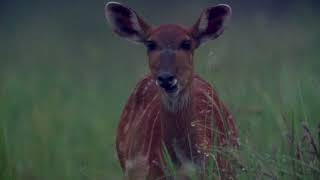 Nouabalé-Ndoki National Park Celebrates 30 Years | WCS Congo