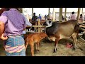 Review vlog Ep-3 | Cow market in My village