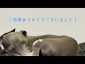 大好きなパパを寝ずに待つ愛犬が健気すぎた🥹✨【イタグレ】