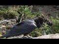 raven imitates shutter sounds yellowstone np krkavec imitujici zvuky zaverky