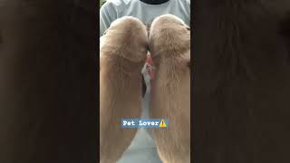 Pet Lover⚠️ #dog #viral #doxybrunoyt #video #trending #youtube #tiktok #pets #reels #shorts #short