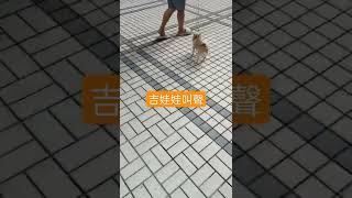 🐶吉娃娃叫聲_不領情吃別人給的東西就生氣了😡