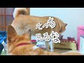 【犬猫アテレコ・TikTokバズ動画】IQ1億のコーギーを憐れむ柴犬