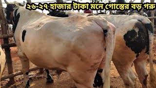 পাবনা অরোনখোলা হাটে  সেরা মানের  হলেস্টাইন ফ্রিজিয়াম ষাড় কালেকশন ।।০১/০২/২০২৫