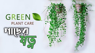 গ্রীন লিফ গাছের যত্ন | Green leaf plant care