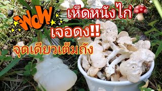 EP:5 เจอดงเห็ดหนังไก่🍄🍄​ เยอะมาก​ได้เต็มถัง #เก็บเห็ดหนังไก่​ฟินแลนด์​