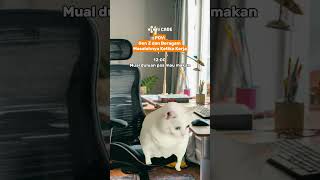 Namanya juga remaja jompo… Gerak dikit ada aja masalahnya #AiCare #GenZ #Jompo #Work #Cats #Meme