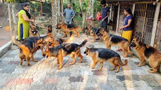 Pyli's German Shepherd Kennel|37 years experience in German Shepherd breeding|Buy top quality Puppy