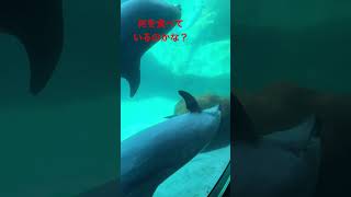 何を食べているのかな？#shorts  ＃イルカ　＃名古屋港水族館