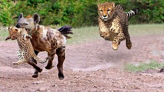 10 CRAZIEST ANIMAL FIGHTS CAUGHT ON CAMERA