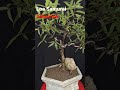 Babon Loa Samurai #shorts #bonsai #tanamanhias #stek #loa #makassar