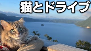 【足寄/摩周湖】北海道 観光グルメドライブ旅！猫と行く道の駅・絶景巡り｜道東２泊３日車中泊