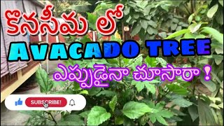 My beautiful garden in my village//మా అందమైన తోట చూడండి ఎంత బాగుందో//anuvlogs