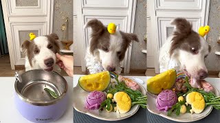 【狗狗試吃官】沈浸式聽小狗吃飯吧，能讓耳朵懷孕的凍幹雞脖#pet #dog #萌宠 #狗狗吃播 #不养狗不知道养狗的乐趣 #狗狗吃饭