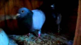 May 6 2011 Pigeons.AVI