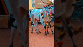 Beautiful Hallikar Bulls grand procession #halikar #hallikarbulls #procession #bulls #love#beautiful