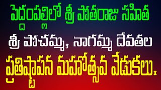 పెద్దంపల్లిలో శ్రీ పోతరాజు సహిత శ్రీ పోచమ్మ, నాగమ్మ దేవతల ప్రతిష్టాపన మహోత్సవ వేడుకలు#asn24tv#