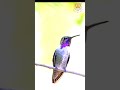 Bee Humming Bird Funny fooding habits #shorts #viral #youtubeshorts @soulsofwild