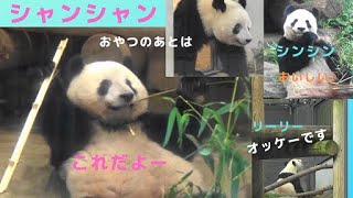 2019/9/27午後 シャンシャンはりきって竹節かみかみ！上野動物園