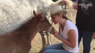 Successful Pairing of Surrogate Mare and Orphaned Wild Foal