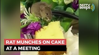 Viral Video: Rat Munches On Piece Of Cake Served To People At A Meeting