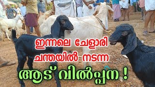 ചേളാരി or കാക്കഞ്ചേരി ചന്തയിലെ ആട് കച്ചവടം (1-03-2023 ) Goat Market Chelari #chalari #goat #market