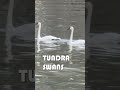 get closer to nature a look at tundra swans