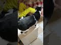 毎朝起こしてくれるねこ cat 猫のいる暮らし 保護猫 shorts catlover