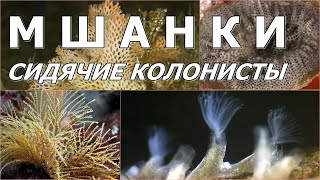 МШАНКИ - Сидячие колонисты