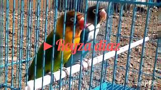 viral..Love bird konslet bahan termahal 98jt yang juara 1 dipiala raja 2018