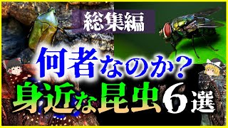 【ゆっくり解説】【総集編】何者なのか？身近な「昆虫」6選を解説/カナブン、ハエ、蚊、セミ、オオムラサキ他【作業用】【睡眠用】