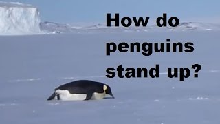 How do Penguins Stand Up When They Fall Down? [Demonstration Video]