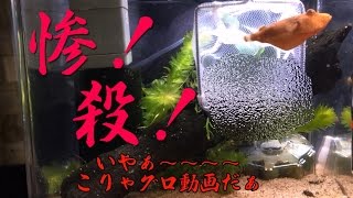 【閲覧注意】 テトラオドン ミウルス みかんさん ヒメダカ給餌 初チャレンジ 【Tetraodon miurus】