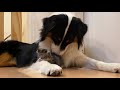 ※bgm・字幕なしver. 【離れない！】絶対に犬とくっついて寝たがる子猫