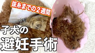 【閲覧注意】術後の傷跡〜抜糸までの2週間【トイプードルの子犬】