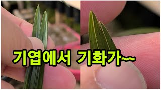 #한국자생춘란# 두잎장이  한잎장으로 겹쳐있는 기엽에서 기화가~~