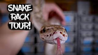 See My Entire Ball Python Collection! Snake Rack Tour!