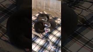 あくびの連鎖反応🤣 #癒し動画 #癒し #カワウソ