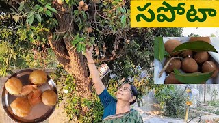 సపోటా Harvest లో  తీసుకోవాల్సిన జాగ్రత్తలు|Sapota Harvest