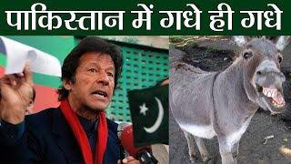 China को खुश करने के लिए Pakistan बढ़ा रहा Donkey की संख्या, जाने क्या है वजह | वनइंडिया हिंदी