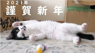 新年あけましておめでとうございます【保護猫】