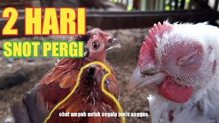 0B4T SNOT MUKA BENGKAK PADA AYAM BROILER DAN BANGKOK | mengobati ayam snot,pilek,ngorok,ayam lesu