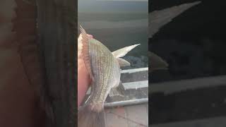 Swan River Bream